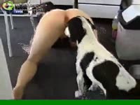 Horny girl let the dog porno taste her pussy